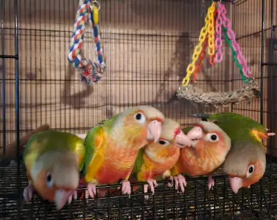 8 week old conures, View more