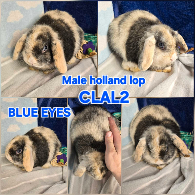 Pure holland lop bunnies in Small Animals for Rehoming in Owen Sound - Image 2