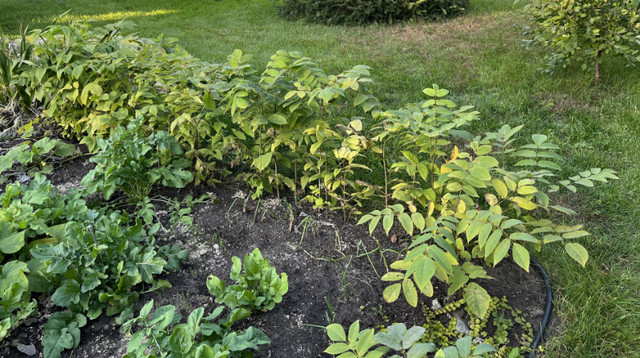 Jeunes plants de noyer noir dans Plantes, engrais et terreaux  à Victoriaville