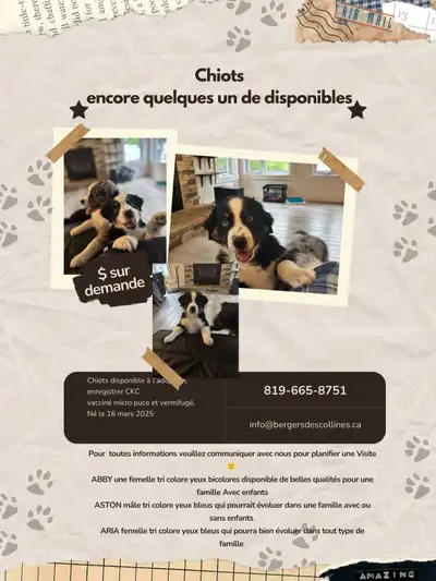 Nés le 16 mars 2025 2 femelles et 1 mâle tricolores et yeux bleus ou bicolores Enregistrés CKC, vacc...