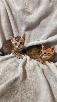Half Bengal Kittens