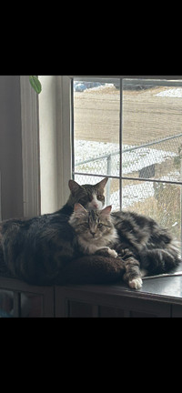 Two cats that need to be rehomed