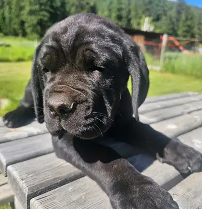 beautiful cane corso puppies, View more