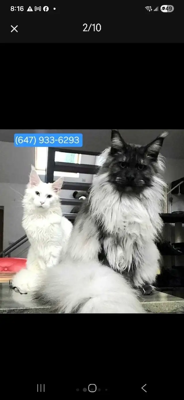 MAGNIFICENT MAINE COONS
