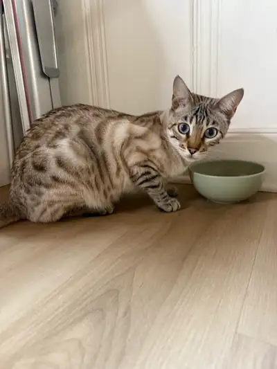 Magnifique chatte Bengal 2 ans non opérée cherche maison et famille. Très douce avec les enfants et...