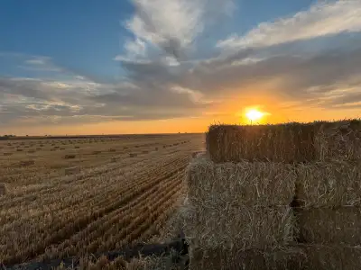 Small square straw bales for sale. near vauxhall. Triticale straw No rain, stored in building Decora...