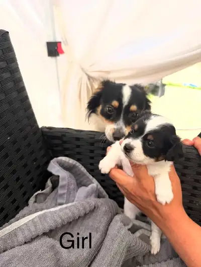 2 male 1 female Chihuahua Pomeranians leftmix puppies, View more