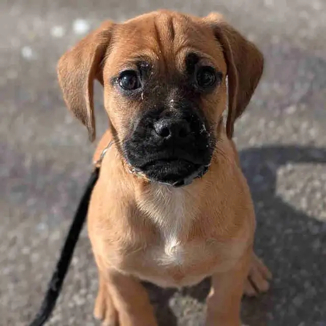 16 weeks  Crate & Potty Trained Puggle – Fully Vaccinated in Dogs & Puppies for Rehoming in Oakville / Halton Region - Image 3