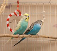 One year old male and female budgies 