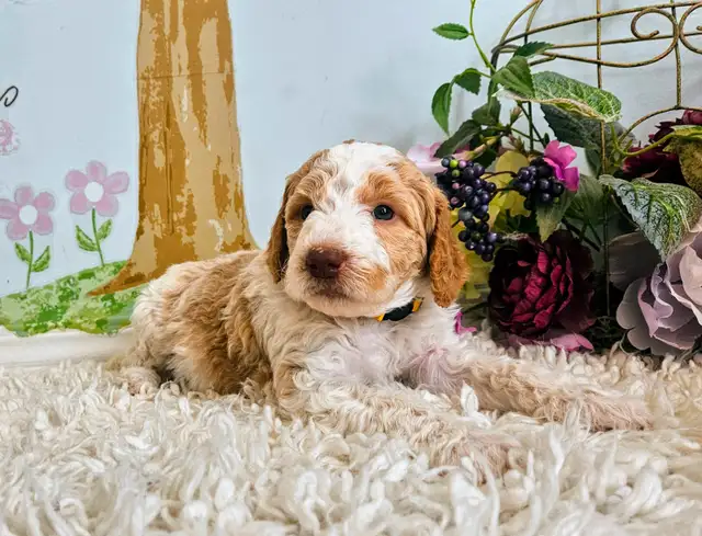Gorgeous Goldendoodle Puppies! in Dogs & Puppies for Rehoming in Edmonton - Image 6