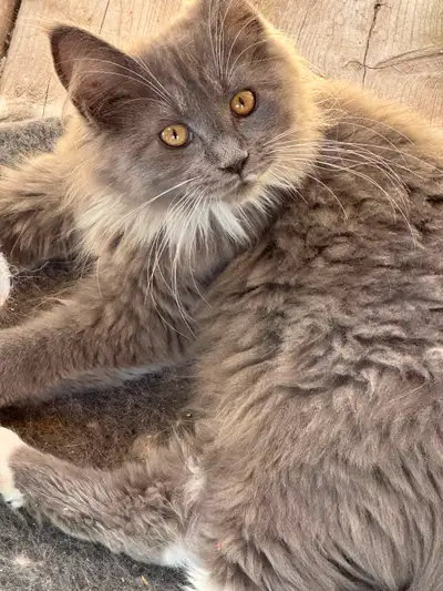 Beautiful Maine Coons, View more