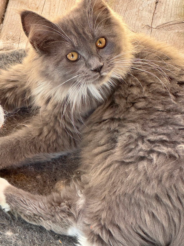 Beautiful Maine Coons in Cats & Kittens for Rehoming in Moncton
