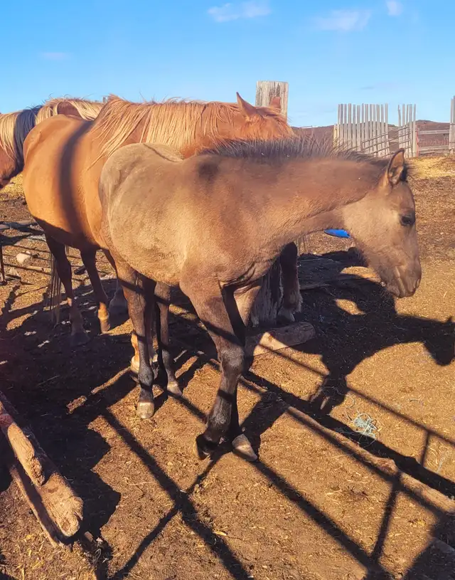 1/2 Friesian Grullo or Champange colts in Horses & Ponies for Rehoming in Strathcona County - Image 5