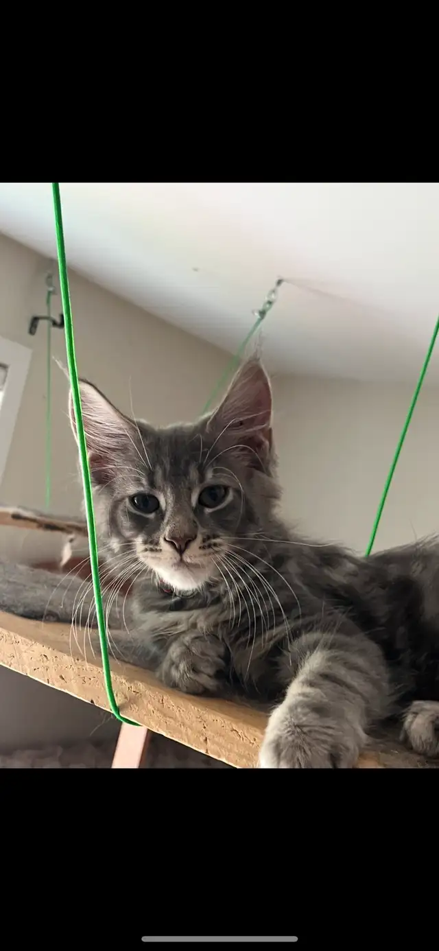 chatons maine coon Enregistrer TICA