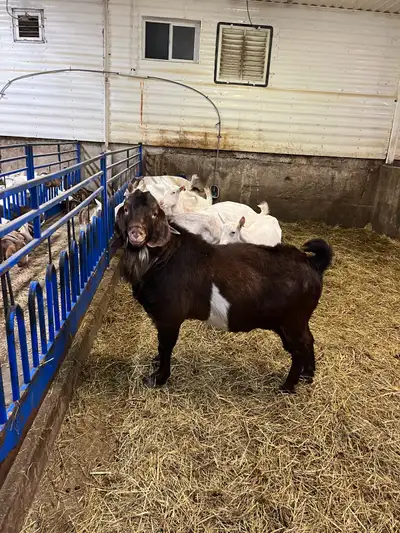 Pure bred Boer buck, View more