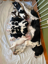 English Springer Spaniel Pups