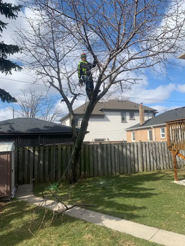****TREE REMOVAL, TREE TRIMMING, STORM DAMAGE*** in Lawn, Tree Maintenance & Eavestrough in City of Toronto - Image 9