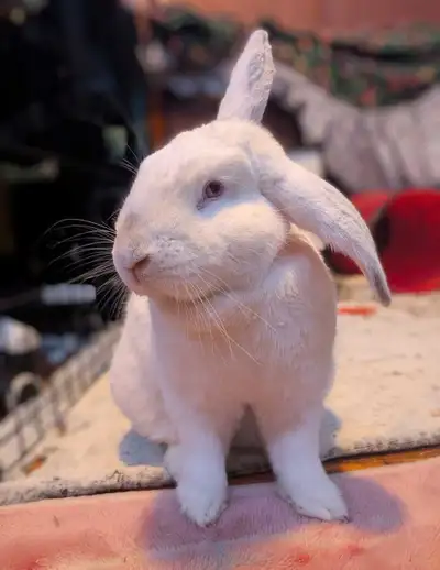 rabbit looking for loving home , View more