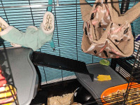 Rats/rat cage 