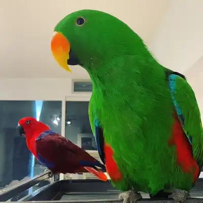 PARROT NAIL/WING CLIPPING & BIRD SITTING, View more