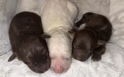 Mini Cockapoo, View more