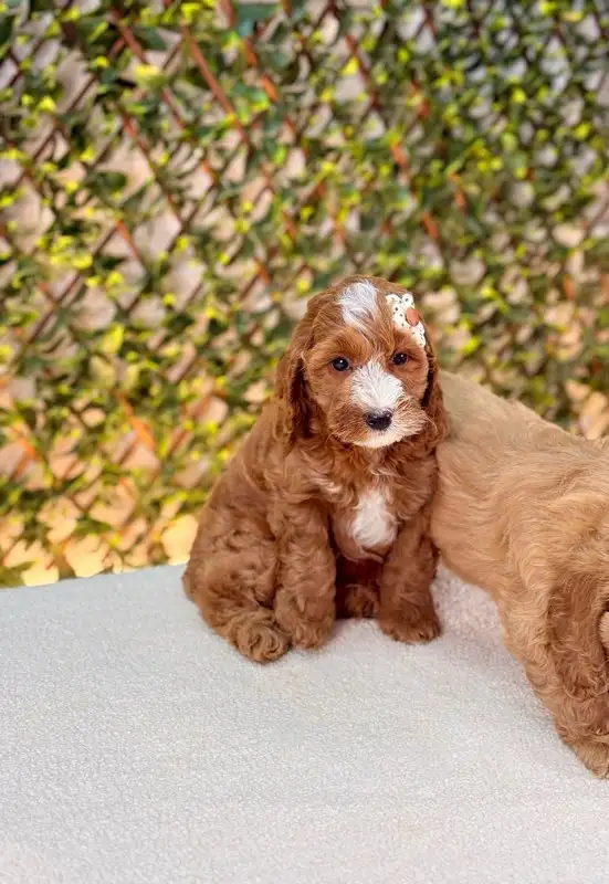 Mini Cockapoo Puppies Ready for New Homes in Dogs & Puppies for Rehoming in Oakville / Halton Region - Image 9