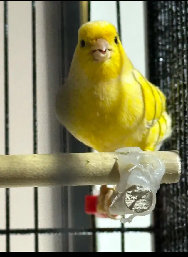 Si vous avez des oiseaux comme poule canard canary pinsons ex  in Animal & Pet Services in Ottawa - Image 2