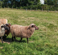 Icelandic ewe with ewe lamb at side
