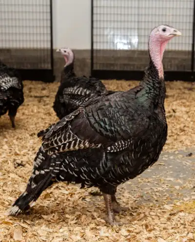 Bronze turkeys available. 1 male and 3 females. asking 100 each obo
