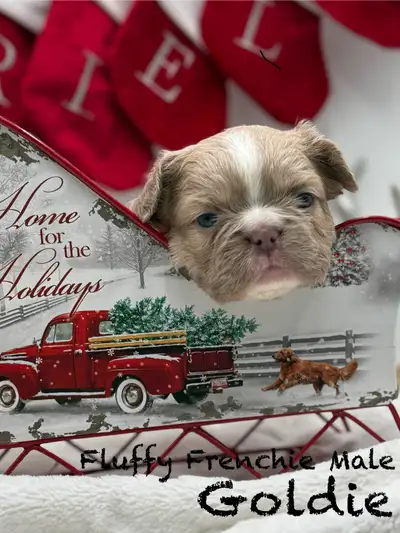 Exotic Fluffy French Bulldogs, View more