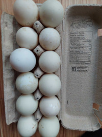 Pekin duck eggs 