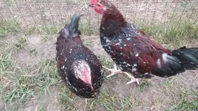 Speckled Sussex roosters for free, View more
