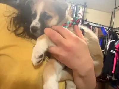 Sweet female friendly puppy for new home, View more