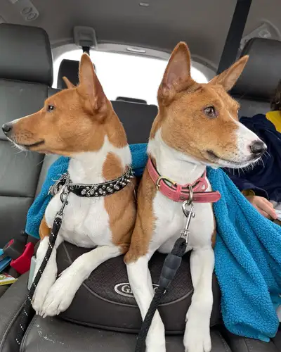  Hypoallergenic Basenji puppies available, View more