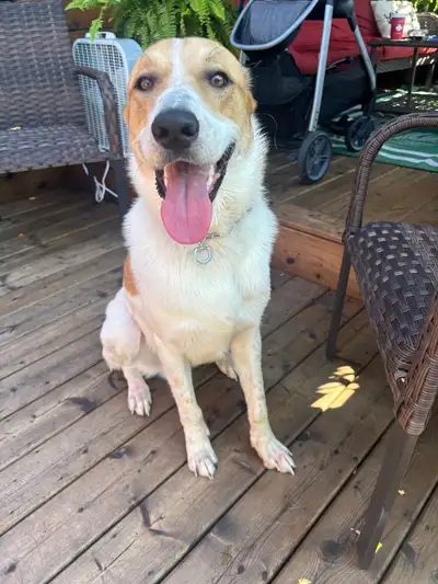 1 year old male dog for rehoming/adopting, View more