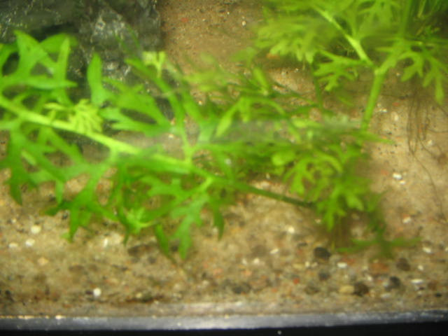 java moss and plants cheap! no TINY baggies!! in Fish for Rehoming in Kingston - Image 2