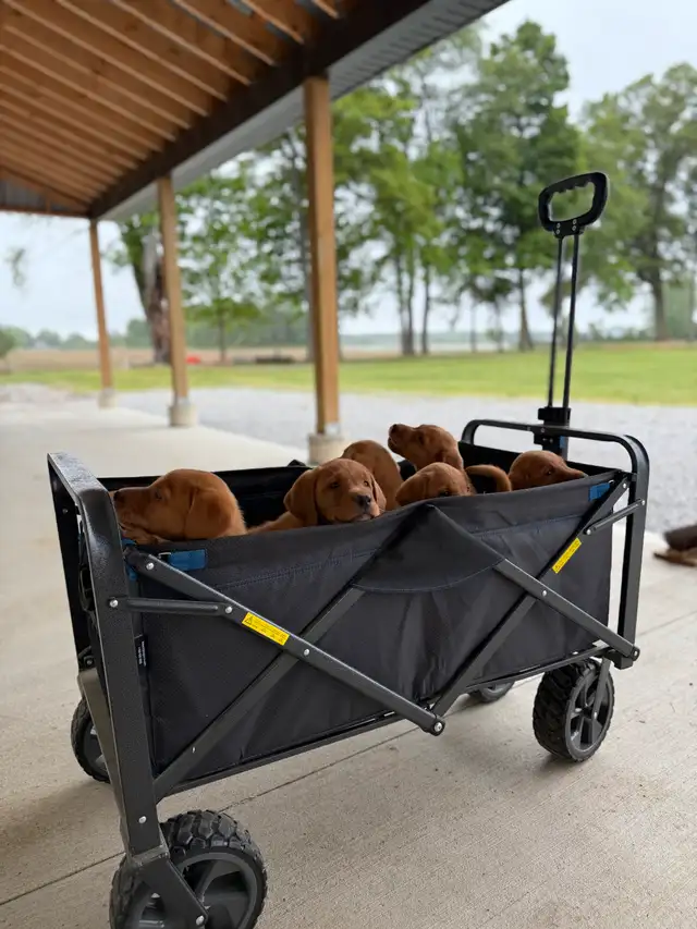 ckc yellow fox red Labrador retriever puppies in Dogs & Puppies for Rehoming in Norfolk County - Image 3