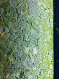 Aquarium Floating Plants