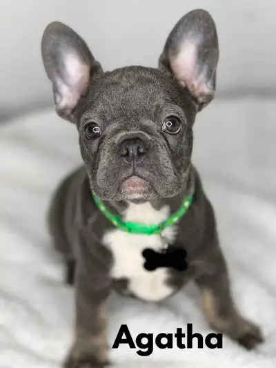 French Bulldog / last 2 Females., View more