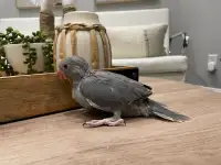 Grey Indian Ringneck Baby for Sale