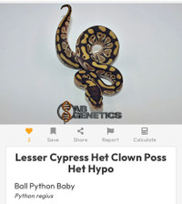 Amazing Female Cypress Lesser Het Clown pos Het Hypo