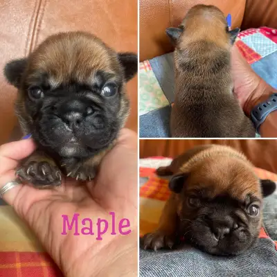 French Bulldog Puppies, View more