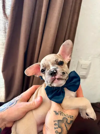 Bulldog  Français  disponible dès  maintenant, View more