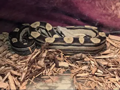 Boa Constrictor, Anery Motley, View more