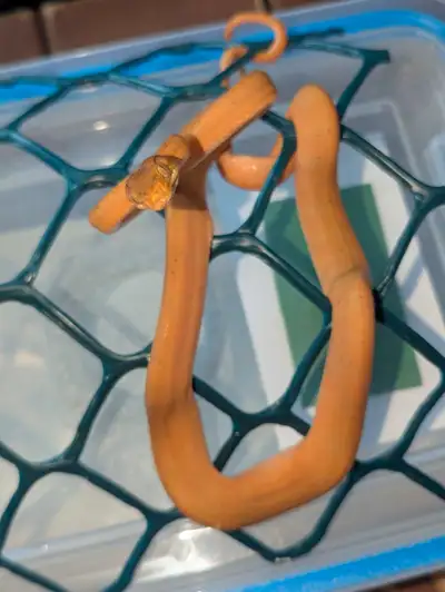 Amazon tree boa Corallus hortulanus ORANGE, View more