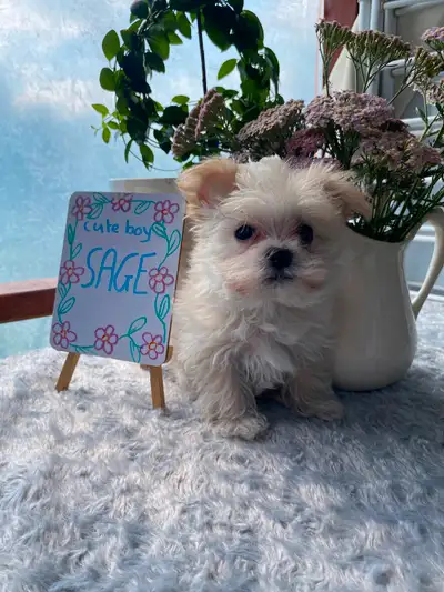 3 morkie puppies available, View more