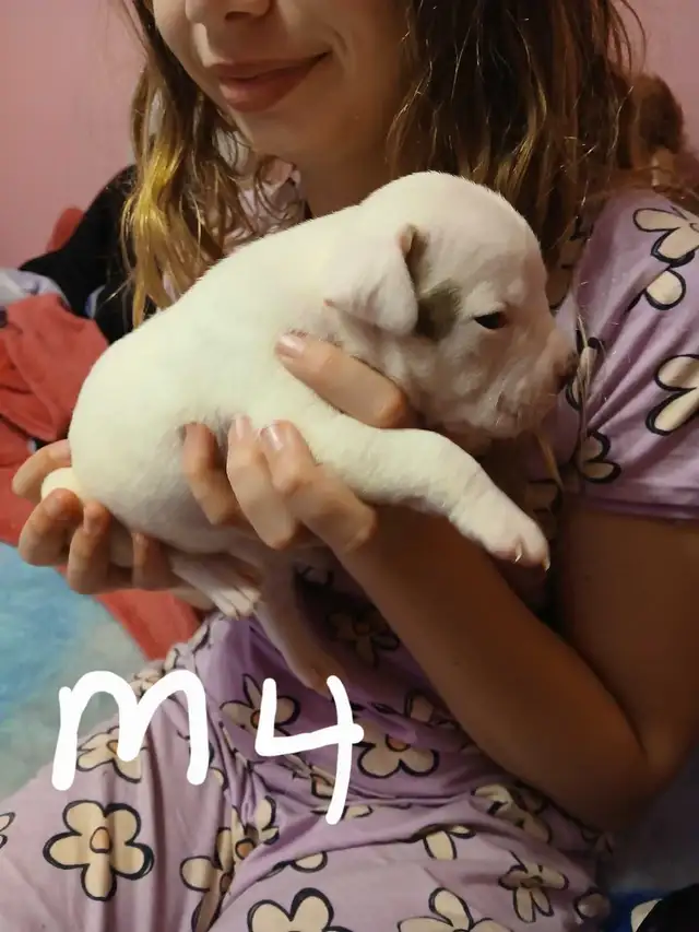 American bulldog puppies  in Dogs & Puppies for Rehoming in Fredericton - Image 11