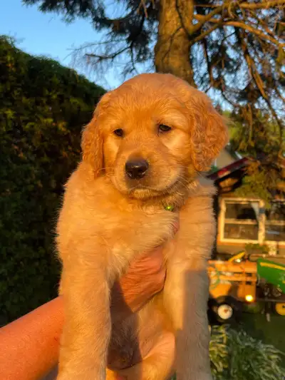 chiots Golden Retriver, View more