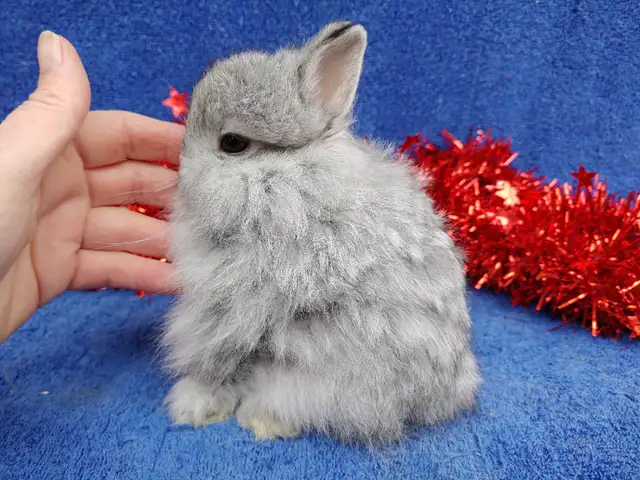EXTRAORDINARY Netherland dwarf, Holland lop, mini Rex, lionhead | Small ...