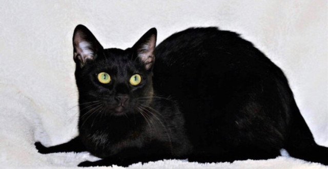 ⭐️ Melanistic Bengal ⭐️ Female under 1 year in Cats & Kittens for Rehoming in Vancouver - Image 3